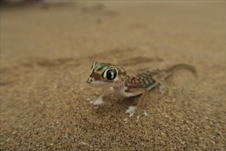 Namib Gecko, web-footed gecko or Palmato-Gecko (Pachydactylus rangei), Namib Desert in Swakopmund,