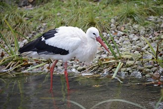 White Stork (Ciconia ciconia), captive, Bavaria, Germany, Europe