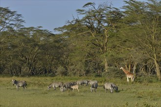 Rothschild Giraffe or Ugandan Giraffe (Giraffa camelopardalis rothschildi) and Grant's Zebras