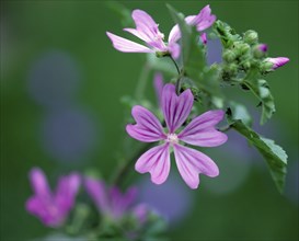 Common mallow (Malva sylvestris)