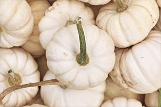 Top view of small white Baby Boo pumpkin in pile