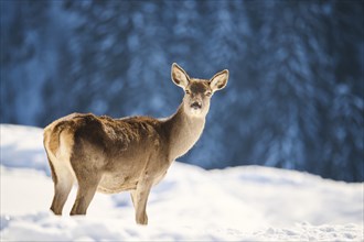 Red deer (Cervus elaphus) hind on a snowy meadow in the mountains in tirol, Kitzbühel, Wildpark