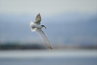 Gull-billed tern (Gelochelidon nilotica) flying in the sky, hunting, ebro delta, Catalonia, Spain,