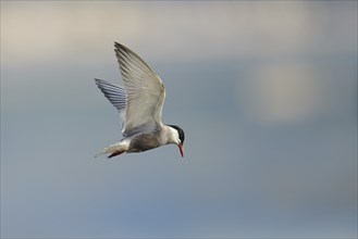 Whiskered tern (Chlidonias hybrida) flying in the sky, hunting, ebro delta, Catalonia, Spain,