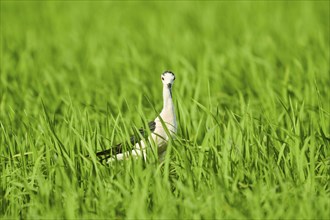 Black-winged stilt (Himantopus himantopus) in a paddy field, hunting, ebro delta, Catalonia, Spain,