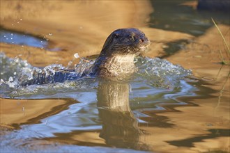 European Otter (Lutra lutra), jump in pond, captive