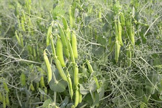 Field, peas (Pisum sativum) with legumes, North Rhine-Westphalia, Germany, Europe