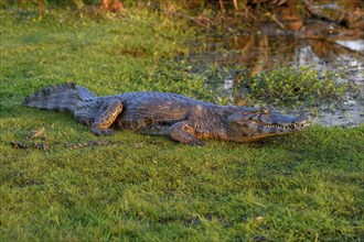 Yacare caiman (Caiman yacare), near Cambyretá, Esteros del Iberá, Corrientes Province, Argentina,