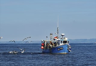 A fishing boat sails on the sea, surrounded by flying seagulls, under a clear blue sky, North