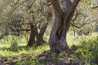 Gole di Tiberio, Historical gorge, High cliffs, Detail, Tree trunk, Trees, Yellow flowers, Madonie