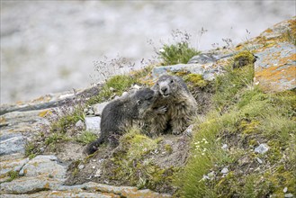 Alpine marmot (Marmota marmota) young greeting parent, Hohe Tauern National Park, Carinthia,