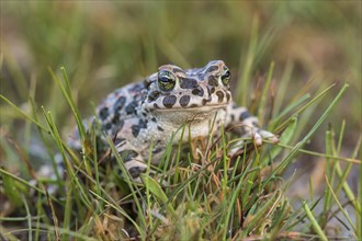 European green toad (Bufo viridis) in the grass, Burgenland, Austria, Europe