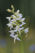 Lesser Butterfly Orchid (Platanthera bifolia), flowering, High Tauern National Park, Austria,