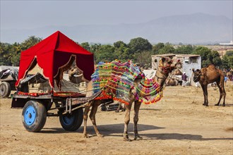 Camel taxi. Decorated camel in a cart. Pushkar Mela (Pushkar Camel Fair) . Pushkar, Rajasthan,