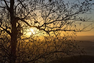 Sun shining through branches, tree with withered leaves in autumn, sunset on mountain top,