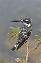 Pied Kingfisher (Ceryle rudis), Serengeti, Tanzania, Africa