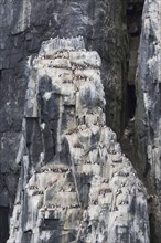 Alkefjellet, sea cliff housing seabird colony of thick-billed murres (Uria lomvia), Brünnich's