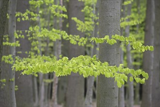 New leaves on European beech (Fagus sylvatica), common beech trees in deciduous forest in spring