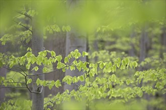 New leaves on European beech (Fagus sylvatica), common beech trees in deciduous forest in spring