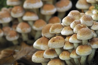 Brick cap (Hypholoma lateritium) Brick Top, Brick Tuft mushrooms