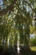 Weeping willow (Salix Babylonier) backlit by the sun on a lake, body of water, Germany, Europe