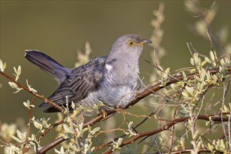 Common cuckoo (Cuculus canorus) calling, courting, male in a silver willow, calling station, Middle