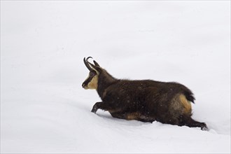 Chamois (Rupicapra rupicapra) female walking in deep snow in winter, Gran Paradiso National Park,