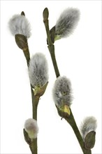 Goat willow, Pussy willow (Salix caprea), Great sallow male catkins, Belgium, Europe