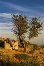 Small ruin and tree. Fogo. Cabo Verde. Africa