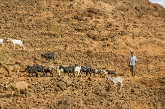 Farmer with his goats in rocky landscape. San Antao. Cabo Verde. Africa