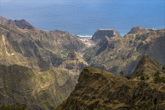 Rock vegetation on island San Antao. Cabo Verde. Africa