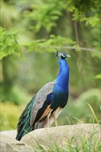 Indian peafowl (Pavo cristatus) standing on the ground, Spain, Europe