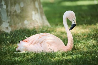 Greater flamingo (Phoenicopterus roseus) lying on a meadow, France, Europe