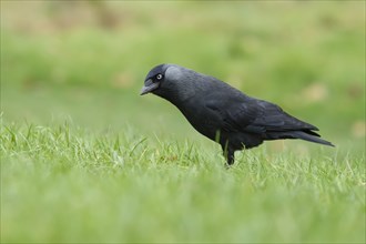 Jackdaw (Corvus monedula) adult bird on a garden lawn, Suffolk, England, United Kingdom, Europe