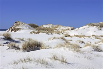 Sand dunes with marram grass at Amrum, North Frisian Islands in the wadden Sea on the German North