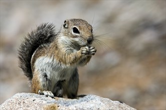 Harris's antelope squirrel (Ammospermophilus harrisii), antelope squirrel, rodents, mammals,