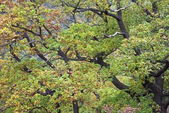 Sessile oak (Quercus sessiliflora) Winter oak, Beech family, Sessile oak, Cornish oak, Durmast oak