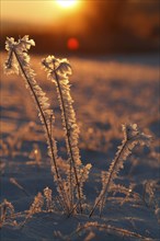 Sunrise in winter, ice crystals, Middle Elbe Biosphere Reserve, Saxony-Anhalt, Germany, Europe