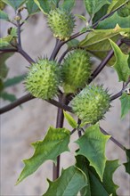 Jimson weed (Datura stramonium), jimson weed spiny capsules