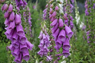 Common foxglove (Digitalis purpurea), Purple foxglove/ Lady's glove