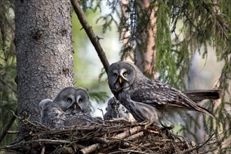 Great grey owl (Strix nebulosa) pair feeding chicks in nest in boreal forest, Sweden, Europe