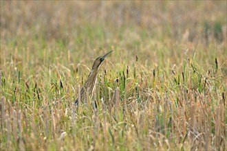 Eurasian bittern (Botaurus stellaris) standing in typical camouflage position, Austria, Europe