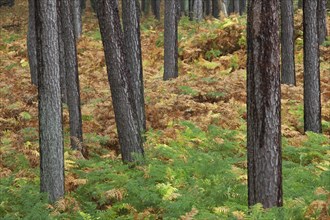 Scots pine (Pinus sylvestris), scots pine, Scots pine, White pine, Whitebark pine, Scots pine and