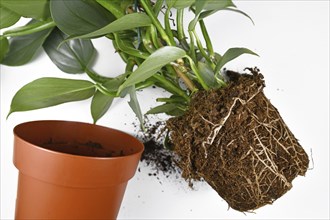 Repotting of plant showing roots in soil shaped like flower pot of exotic houseplant next to empty