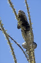 Sonoran spiny-tailed iguana (Ctenosaura hemilopha macrolopha) basking on ocotillo (Fouquieria