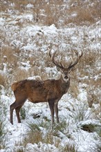 Red deer (Cervus elaphus), red deer, Deer, Ungulates, Even-toed ungulates, Mammals, Animals, Red