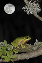 European tree frog, european tree frogs (Hyla arborea), Amphibians, Other animals, Frogs, Animals,