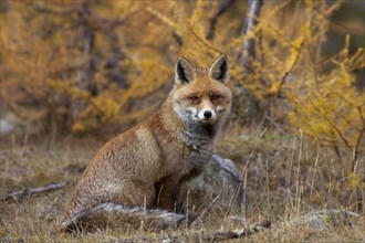 Red fox, red foxes (Vulpes vulpes), Fox, Foxes, Canines, Predators, Mammals, Animals, Red fox in