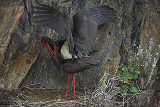 Black Storks (Ciconia nigra), pair at nest, mating, Portugal, Europe