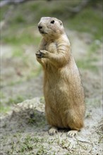 Black-tailed Prairie Dog (Cynomys ludovicianus)